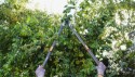 HOME It® Garden grensaks med buet sideskær og udveksling